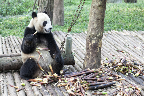 Fototapeta Naklejka Na Ścianę i Meble -  Giant Panda Bear