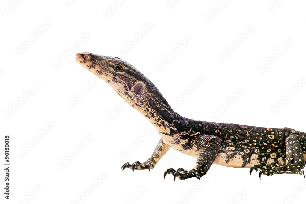 Asian Water Monitor isolated on a white background Asian Water Monitor isolated on a white background