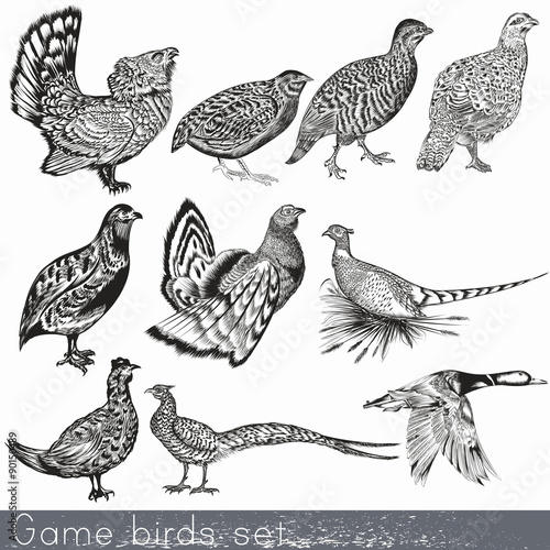 Set of detailed hand drawn game birds