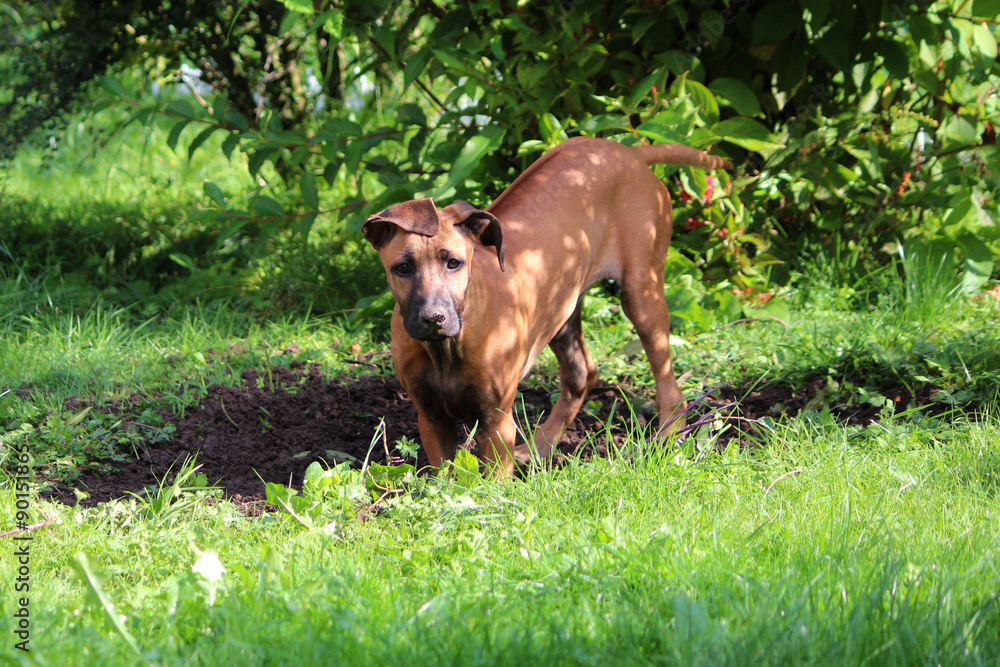 Fototapeta premium Rhodesian Ridgeback Junghund buddelt Loch 2
