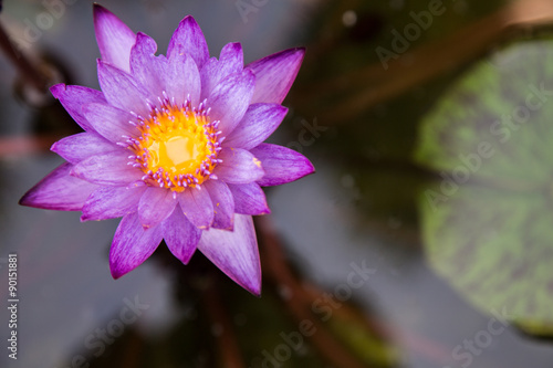 Lotus is blooming in the water.