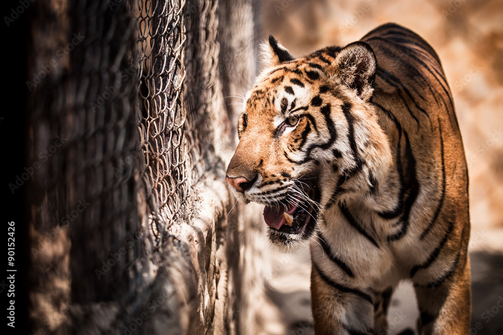 Fototapeta premium Tiger walks in a cage