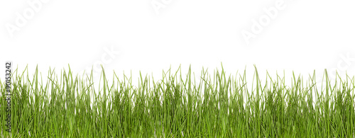 grass green isolate on a white background