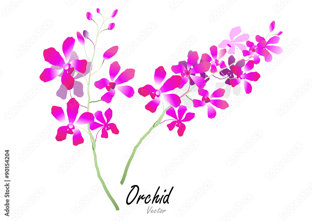 Naklejka premium Orchid flowers ,purple orchid on white background,Vector illustration