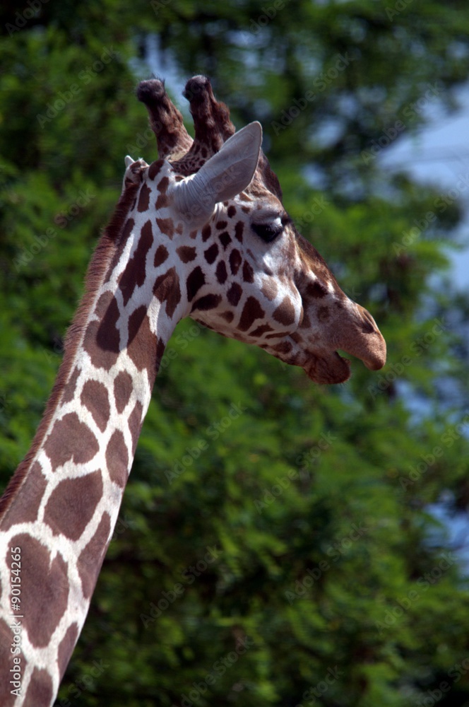 head of a giraffe head of a giraffe