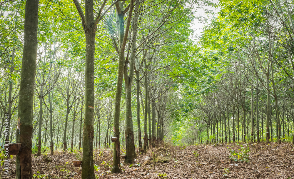 Obraz premium rubber tree