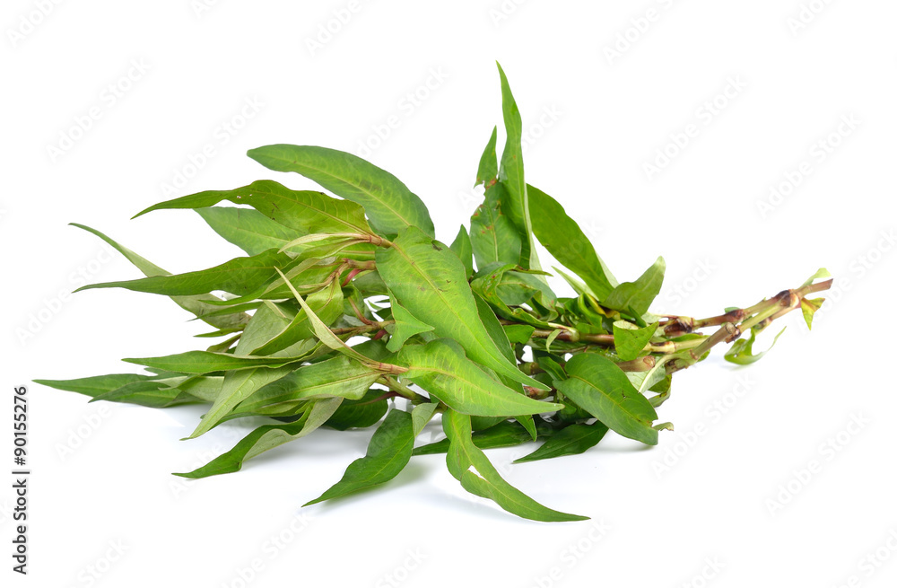 Fototapeta premium Vietnamese mint isolated on white background