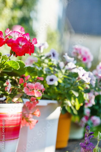 Fototapeta Naklejka Na Ścianę i Meble -  geranium flowers