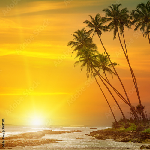 sun rise, tropical palm trees and ocean