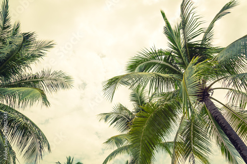 Coconut palm trees ( Filtered image processed vintage effect. ) © jannoon028