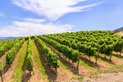 Vineyards in summer colors. 