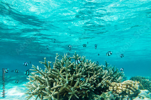 Tropical fish in Maldives 