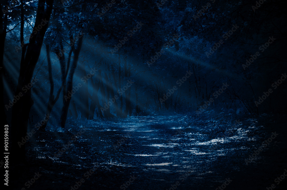 Fototapeta premium Night forest