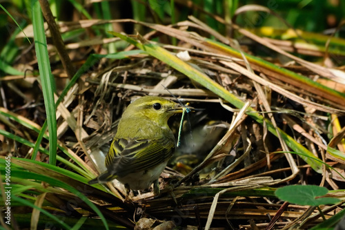 Wallpaper Mural Wood Warbler with the feed near the nest Torontodigital.ca
