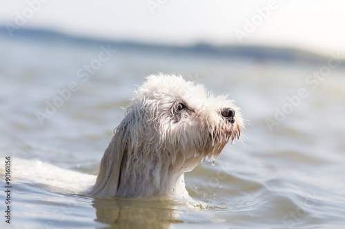 Little white dog Dog swimming - Coton de Tulear © Lunja