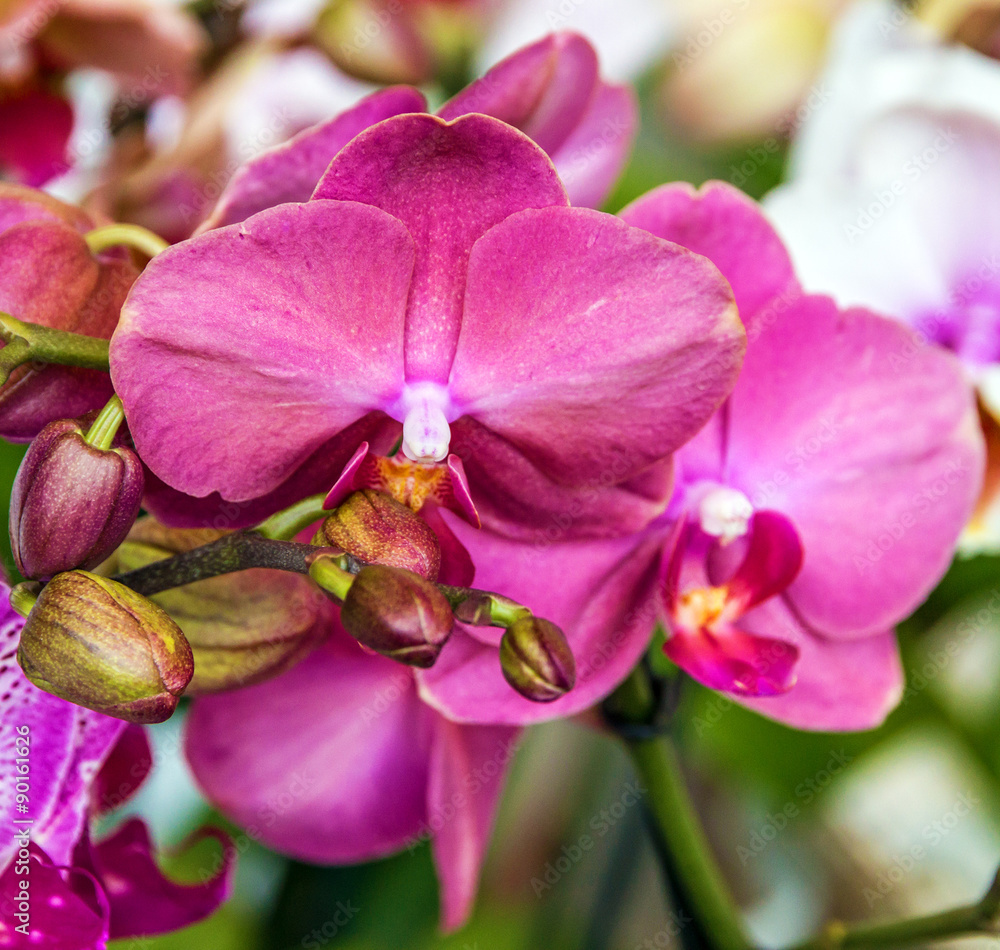 Obraz premium orchid flowers 