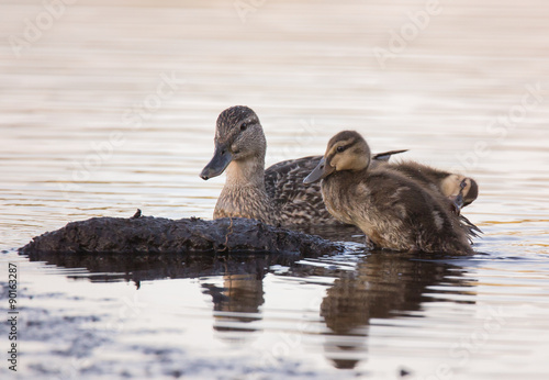 ducklings photo