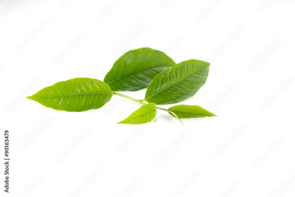 Green tea leaves on white background. Green tea leaves on white background.
