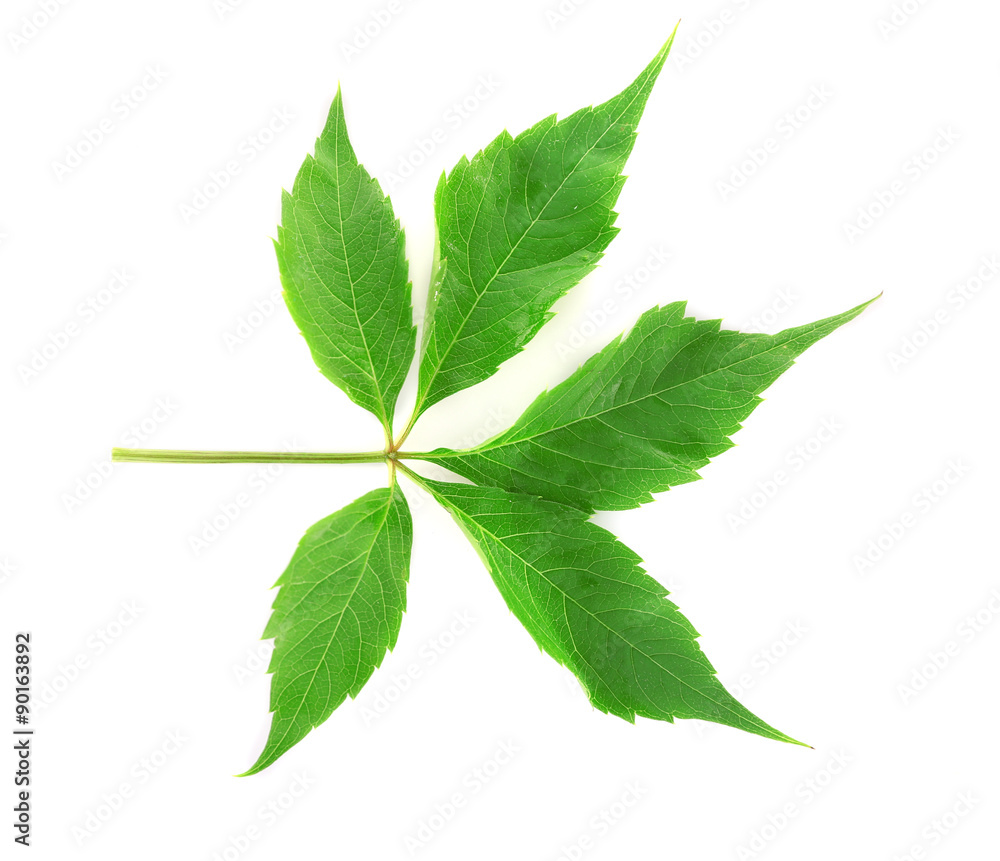 Obraz premium Green leaf isolated on white