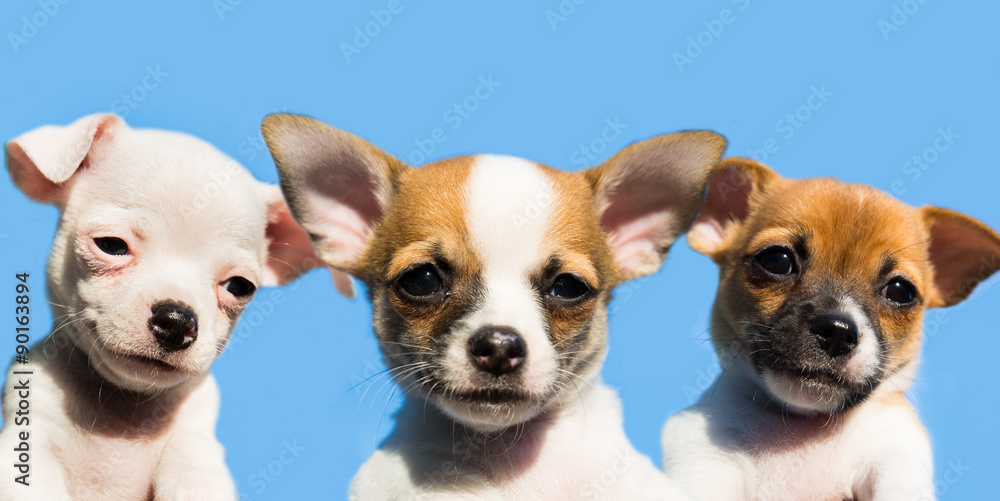 three cute chihuahua puppies in a row