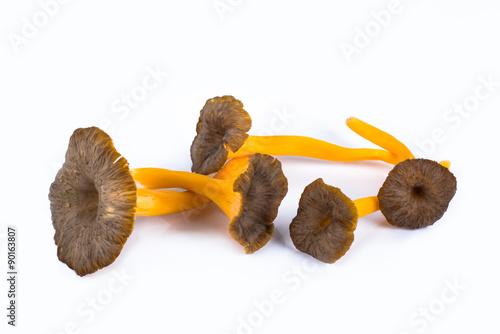 studio picture of yellow trumpet mushrooms called yellow foot
