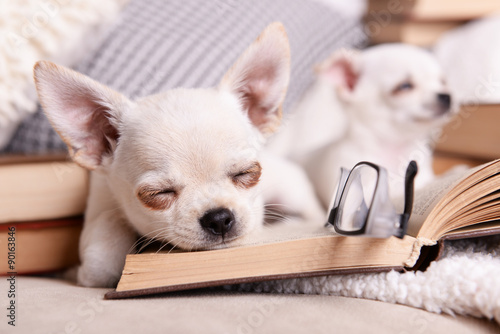 Adorable chihuahua dogs with books on sofa