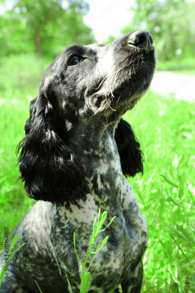 Fototapeta premium Russian spaniel outdoors