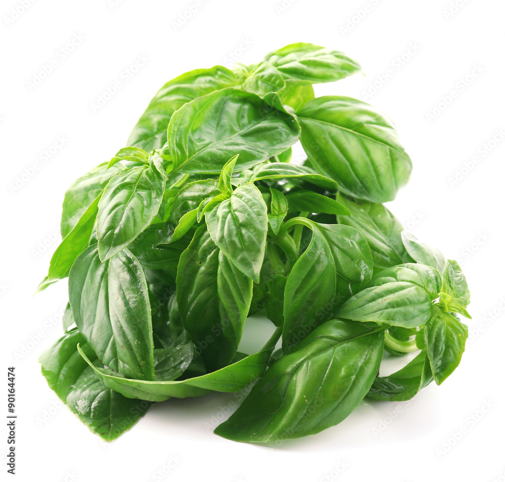 Green fresh basil isolated on white Green fresh basil isolated on white