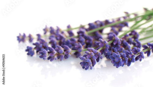 Lavender flowers isolated on white