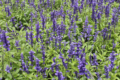 Blue salvia flower green garden background