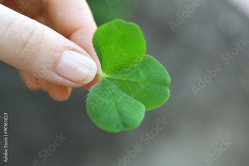 Clover leaves in female hand on blurred background