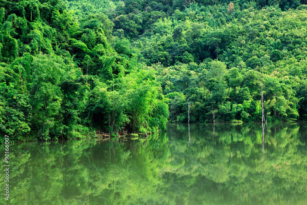 Rainforest and river in northern valley, Thailand