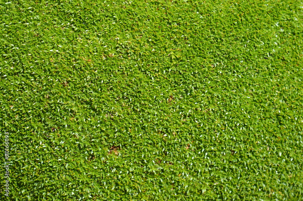 Mousse verte sauvage