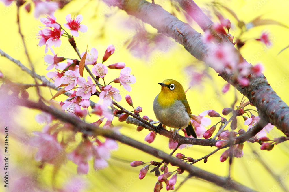 Oriental white-eye (Zosterops palpebrosus),small passerine bird,