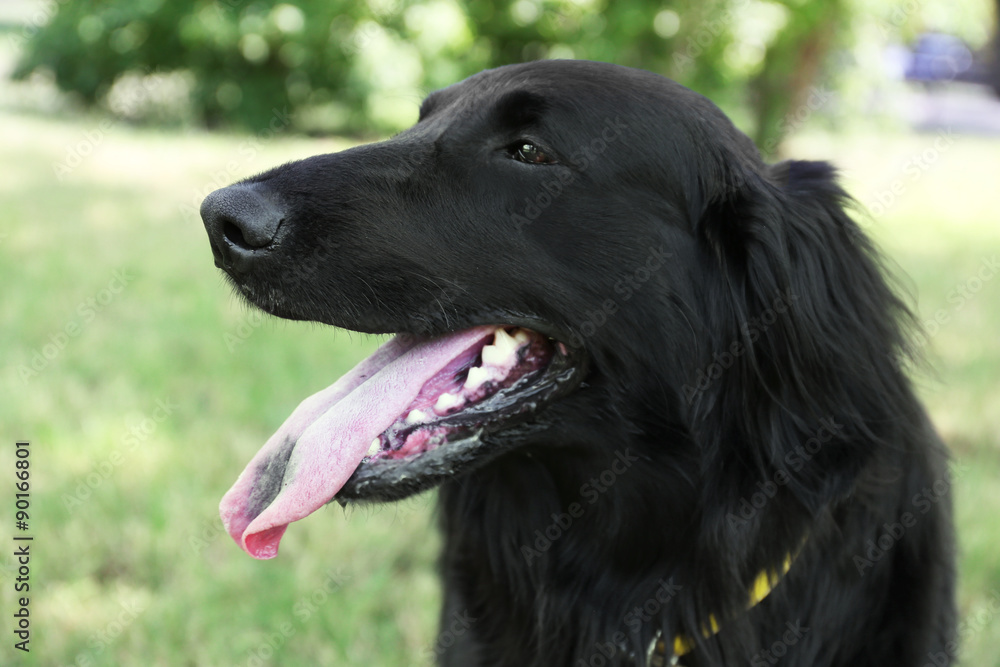 Portrait of big black dog over green grass background Portrait of big black dog over green grass background