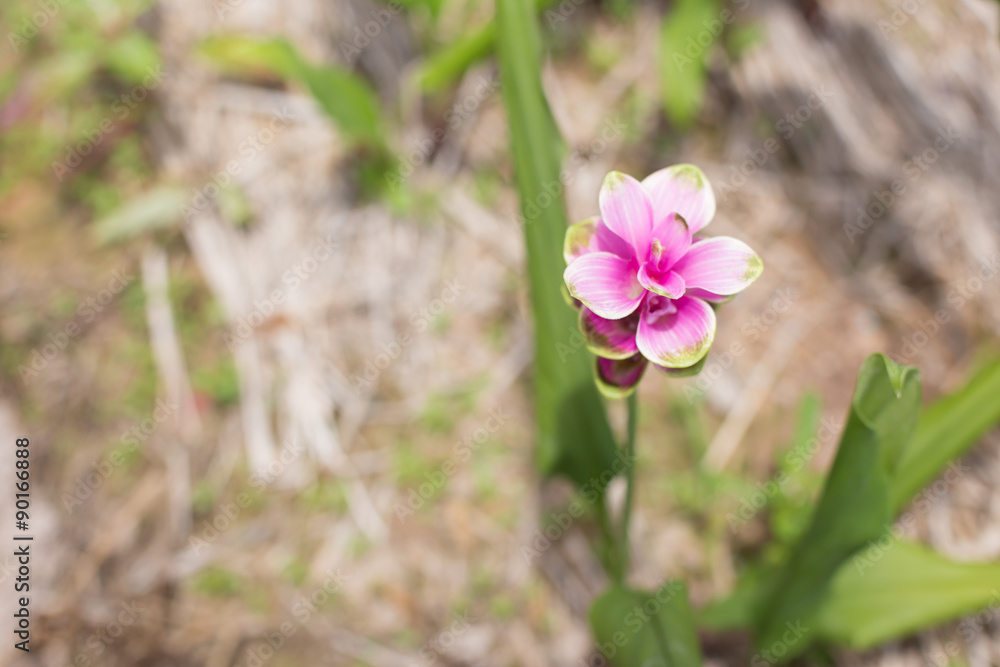 Soft focus curcuma alismatifolia or Siam tulip or Summer tulip i Soft focus curcuma alismatifolia or Siam tulip or Summer tulip i