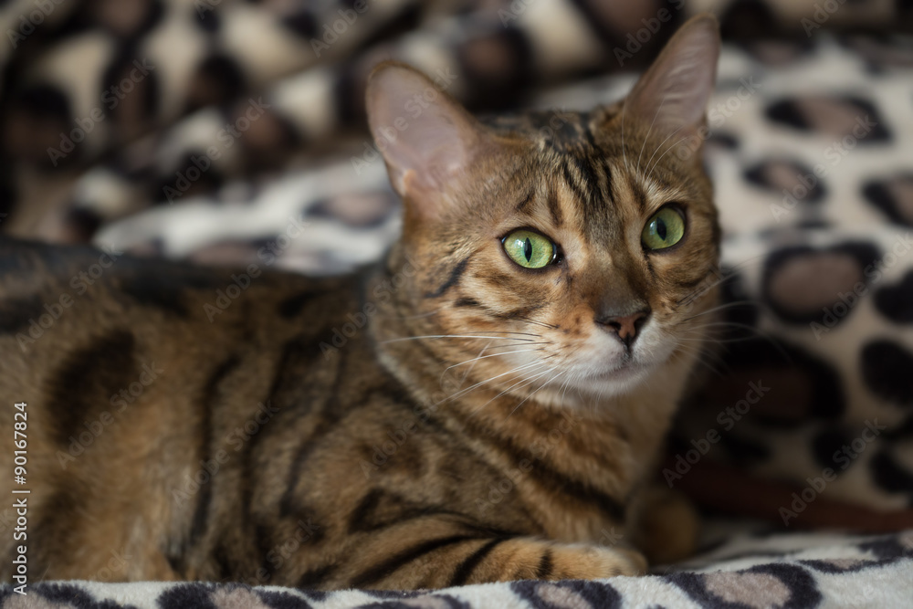 Portrait of a cat Bengal. Small depth of field
