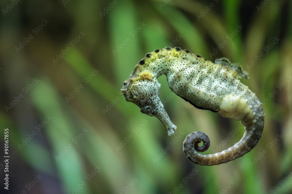 Seahorse