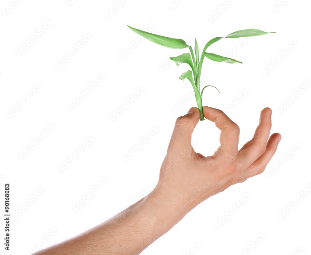 Male hand with green plant isolated on white