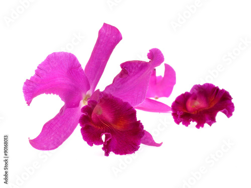 Fototapeta Naklejka Na Ścianę i Meble -  Purple orchid flowers isolated on white background