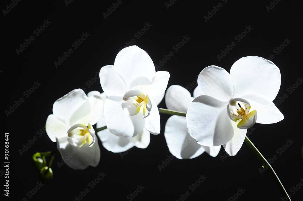 Obraz premium White flower orchid