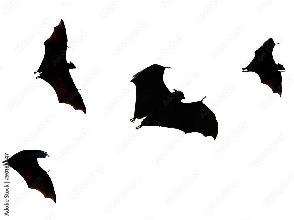 flying fox - huge bat isolated on white background flying fox - huge bat isolated on white background