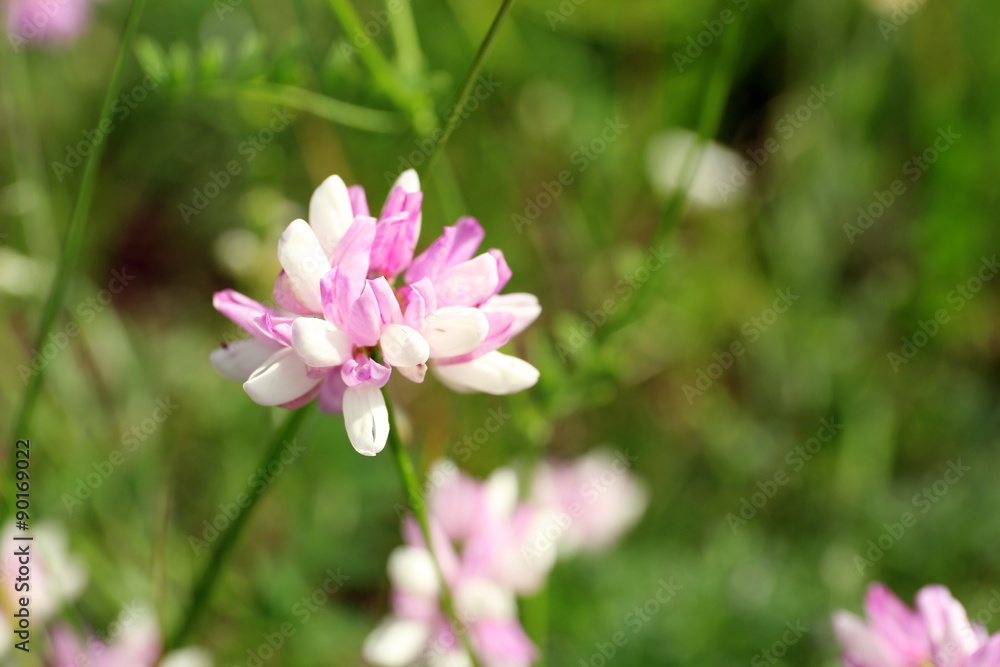 Beautiful green field with small flowers outdoors Beautiful green field with small flowers outdoors