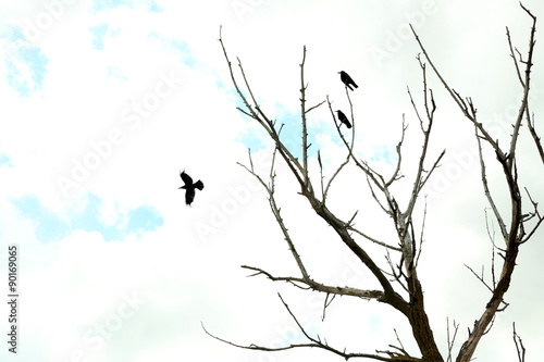 Birds on dry tree on blue sky background