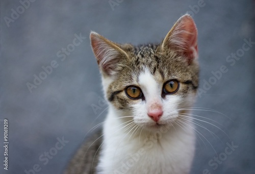 Fotografie White tabby kitten