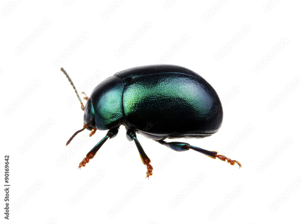Naklejka premium Green beetle