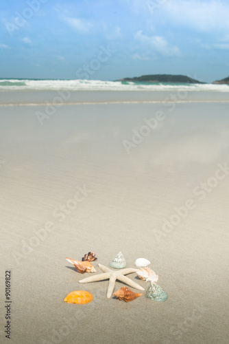Fototapeta Naklejka Na Ścianę i Meble -  Starfish and shells on sandy beach