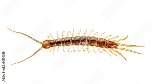 centipede © Alekss