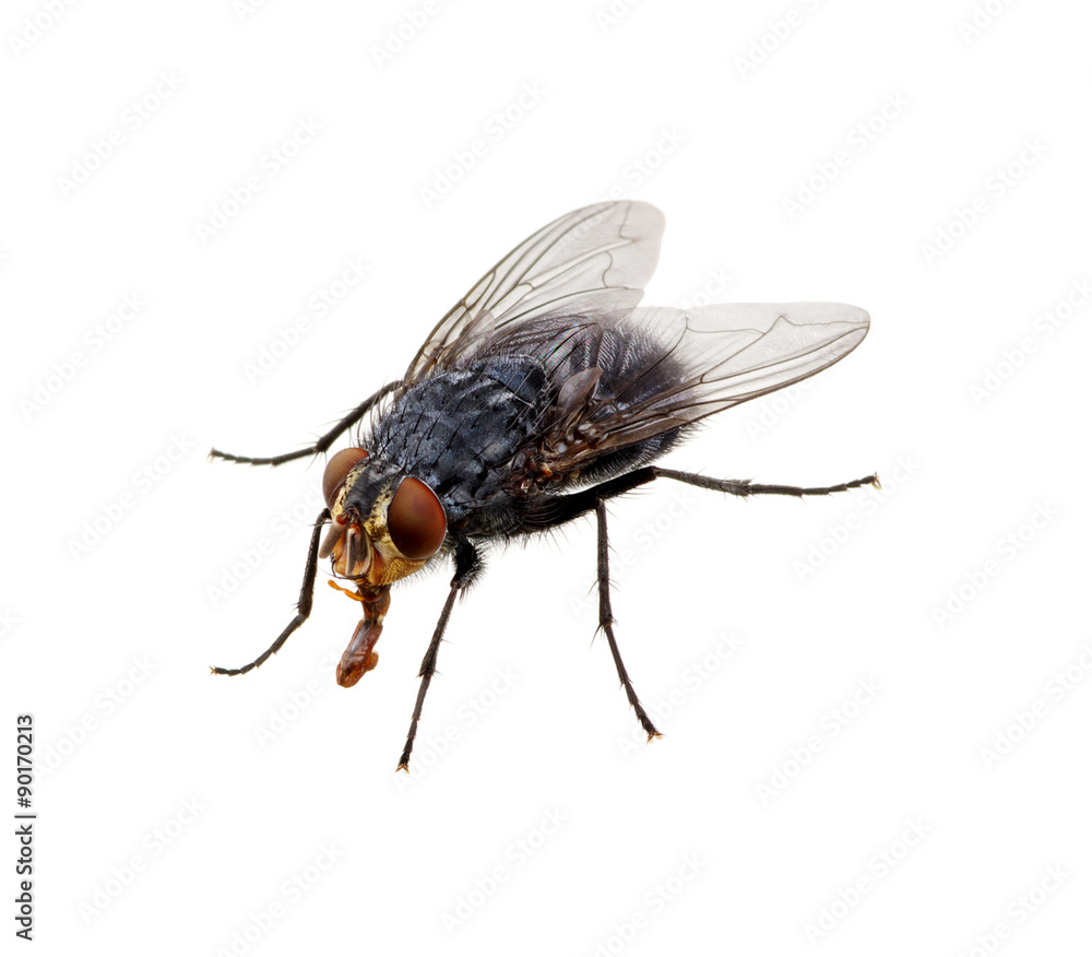 fly on a white fly on a white