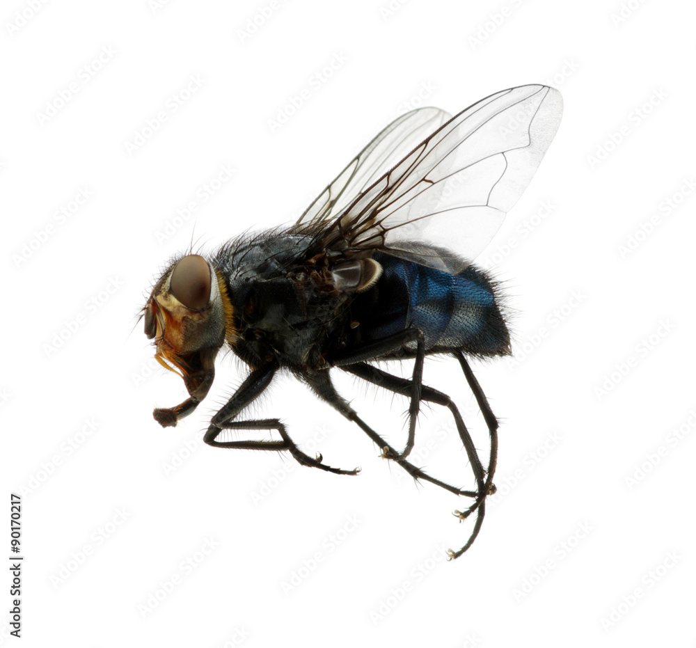 fly on a white fly on a white